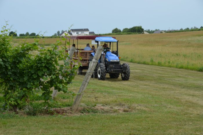 Women in Nature Vineyard Tour - Image 2