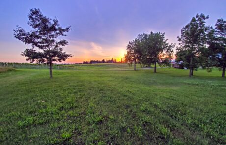 Fenn Valley Vineyard at sunset