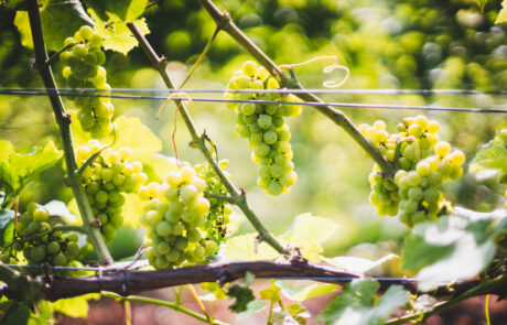Fenn Valley White Wine Grapes on the Vine