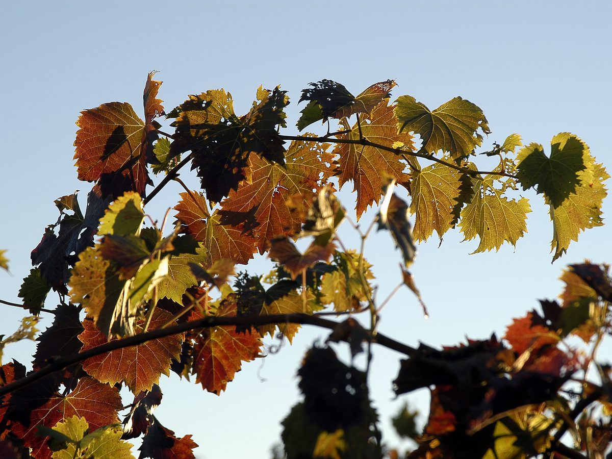 Grape leaves turning gold and russet against an autumn sky.