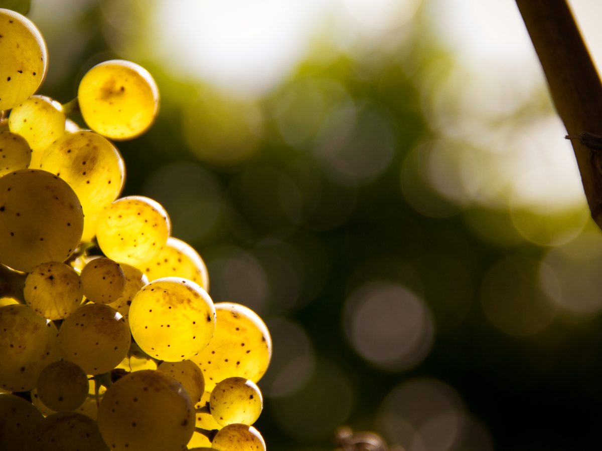 A backlit cluster of white wine grapes on the vine.