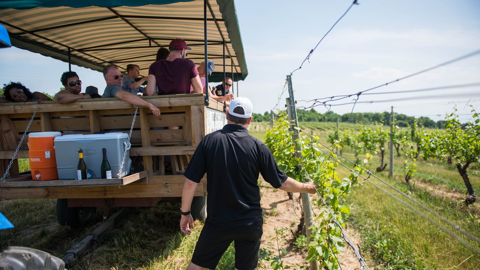 A Fenn Valley guide examines a vine at the trellis while tour guests watch from the grape train.